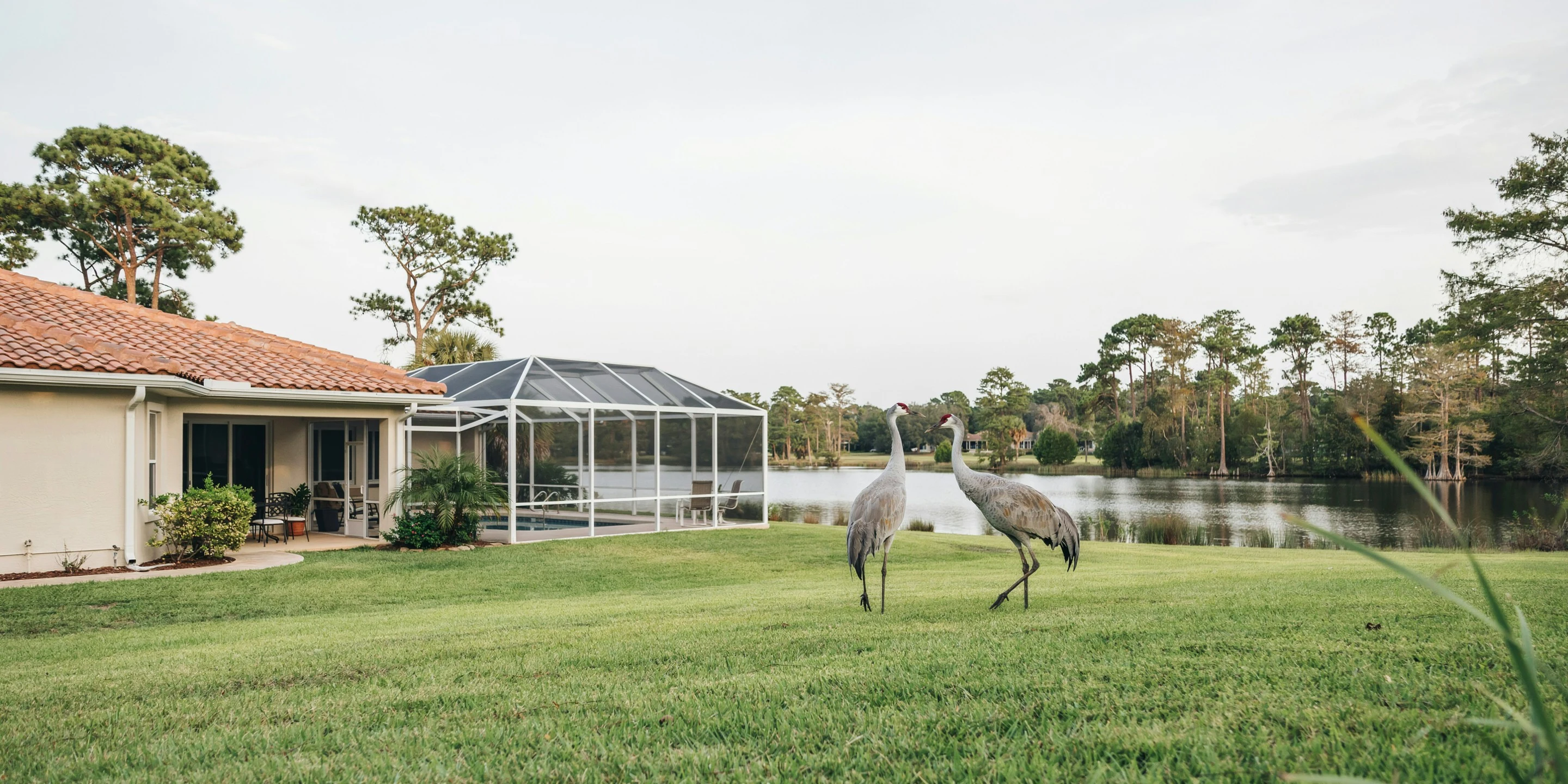 Pool cage beside a pond with sandhill cranes on the Fruitville corridor, Sarasota, FL